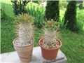 Pachypodium  namaquanum