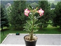 Adenium obesum