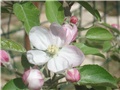 cvijet jabuke