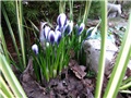 Crocus