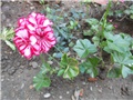 šarena pelargonija