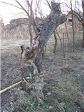 Panjek