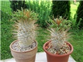 Pachypodium  namaquanum
