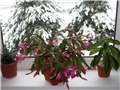 Schlumbergera