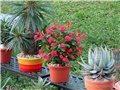 euphorbia milii