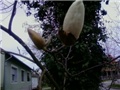 magnolija bijela