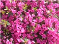 Moj Rhodondendron