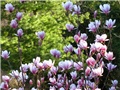 Magnolia x soulangiana 'Alexandrina' 