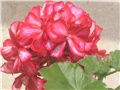 Cvijet pelargonije