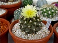 Copiapoa