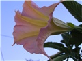 brugmansia