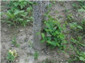 Lonicera