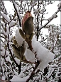 magnolija pod snijegom 2