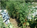 vrt_201208_3