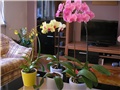 moje orhideje
