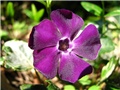 Vinca minor 'Atropurpurea'