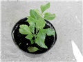 duranta
