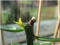 pereskia