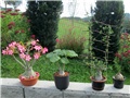 Adenium, uncarina,  fockea,  bowiea,  