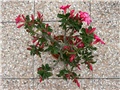Adenium obesum