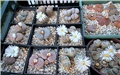 lithops
