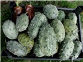 kiwano