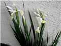 bijeli iris