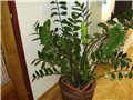 Zamioculcas