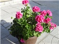 pelargonija