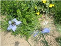 Nigella damascena - crnjika
