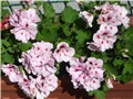 engleske pelargonije