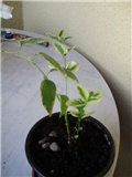vinca minor - mali zimzelen