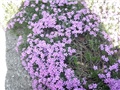 phlox