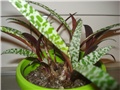 ladebouria socialis1