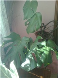 monstera