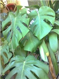 filodendron