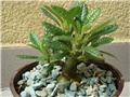 dorstenia gigas 6