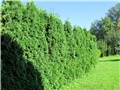 thuja holmstrup