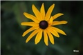 rudbekija