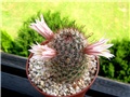 Mammillaria 1