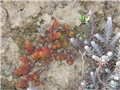 Sedum