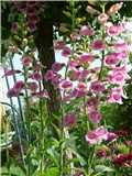 digitalis