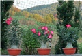 Adenium obesum