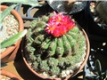 oroya peruviana