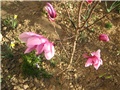 Magnolija