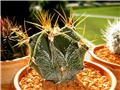 Astrophytum ornatum