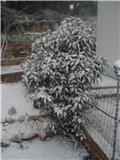 lingistrum u snijegu