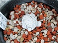 Mammillaria herrerae