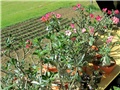 Adenium 