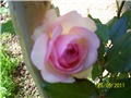 Ruža zeleno roza penjačica